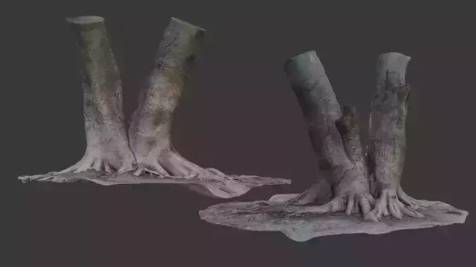 Tree Trunk with Exposed Roots 3D Scan