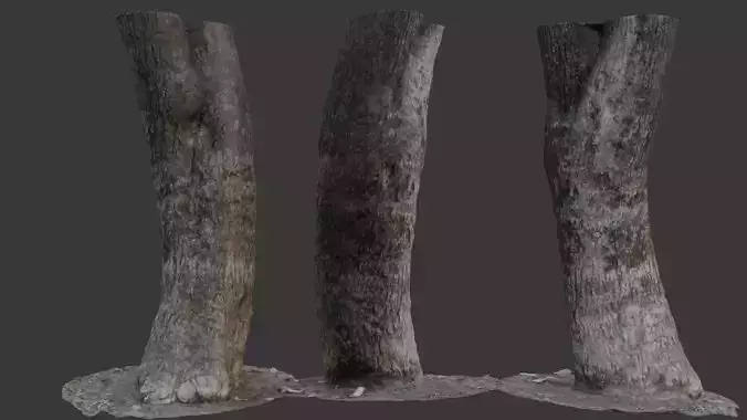 Tree Trunk Scan