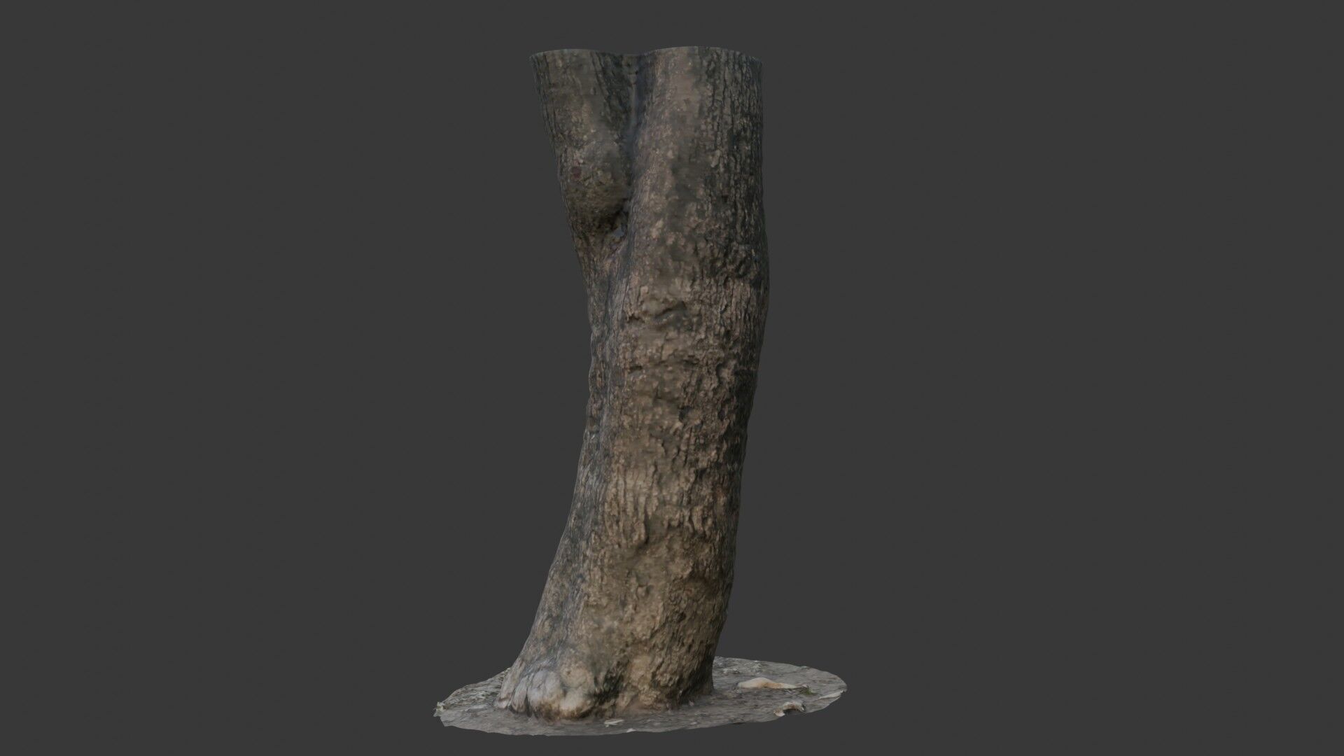 Tree Trunk Scan Low-poly 3D model_7