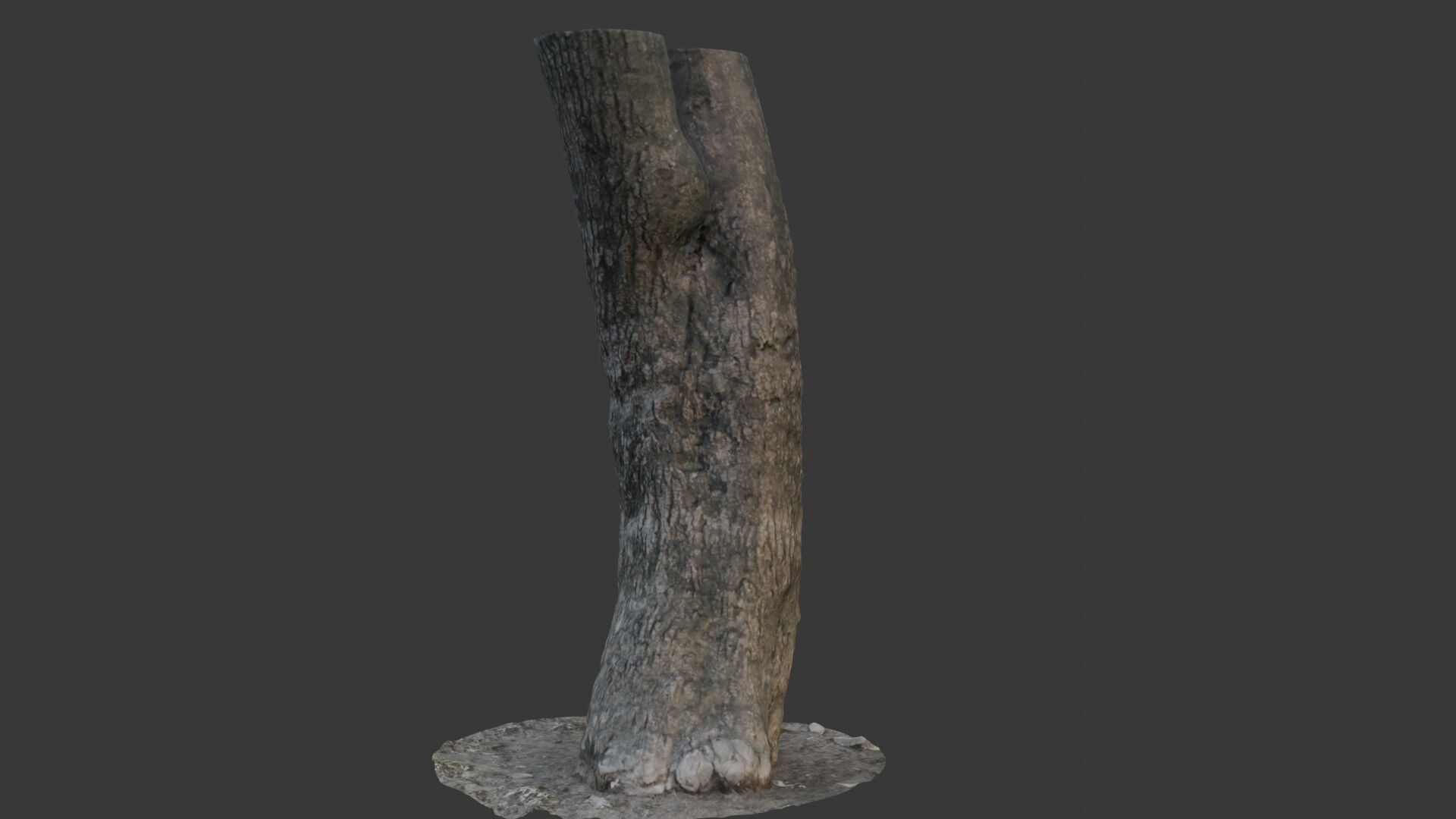 Tree Trunk Scan Low-poly 3D model_1