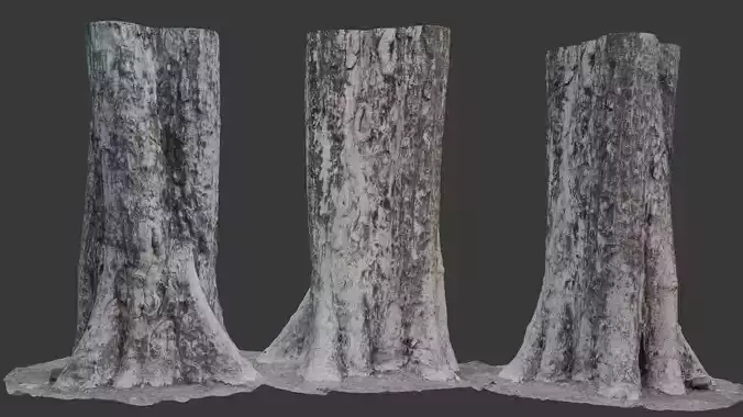 Old Tree Trunk Scan