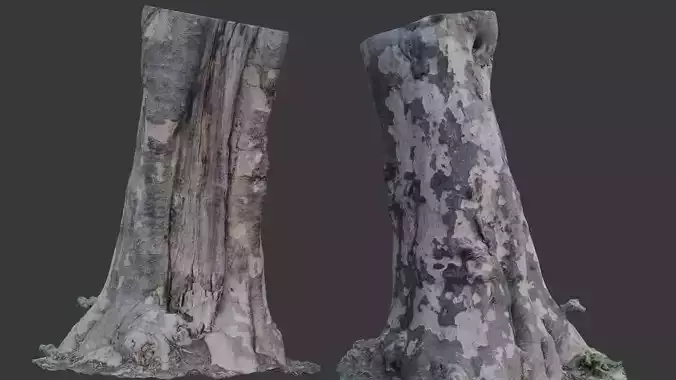 Photorealistic Tree Trunk 3D Scan