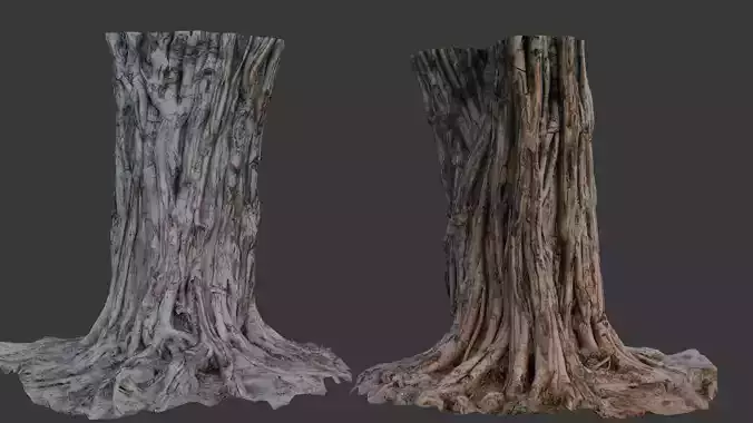 Ancient Tree Trunk Scan