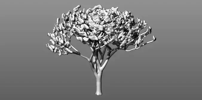 Acacia Tree Free 3D model
