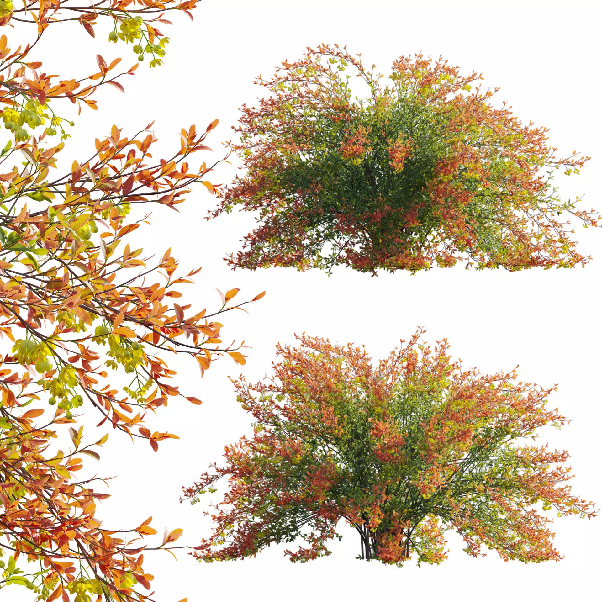 Berberis vulgaris - European barberry - Common barberry 01 3D model