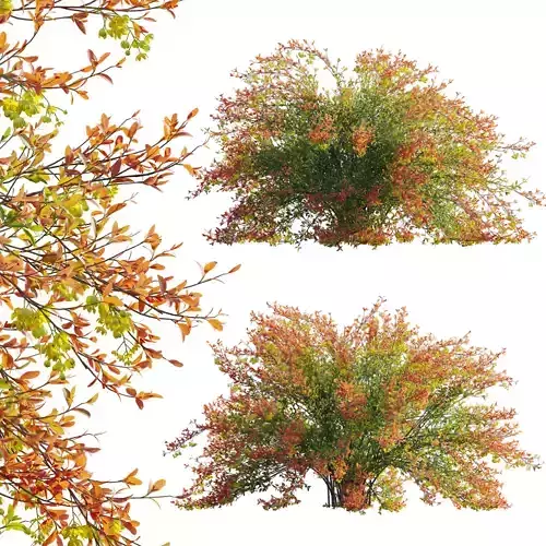 Berberis vulgaris - European barberry - Common barberry 01 3D model