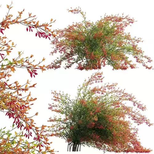 Berberis vulgaris - European barberry - Common barberry 02 3D model