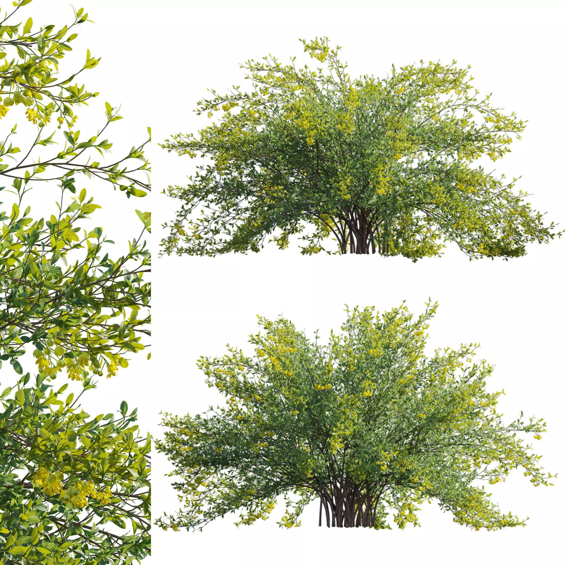 Berberis vulgaris - European barberry - Common barberry 03 3D model