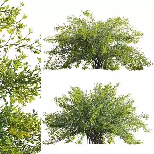 Berberis vulgaris - European barberry - Common barberry 03