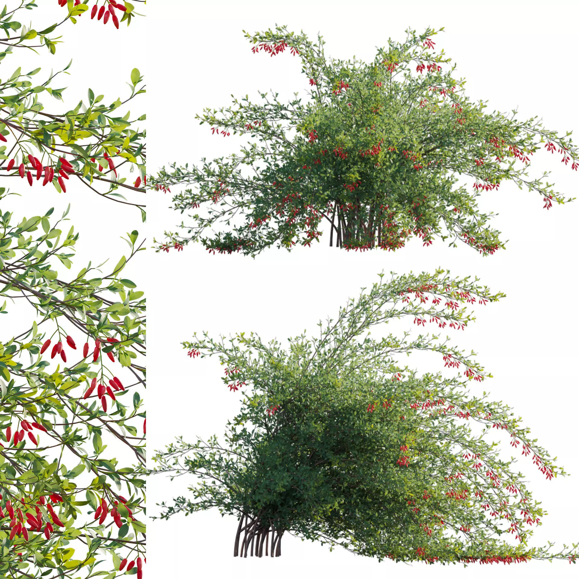 Berberis vulgaris - European barberry - Common barberry 04 3D model