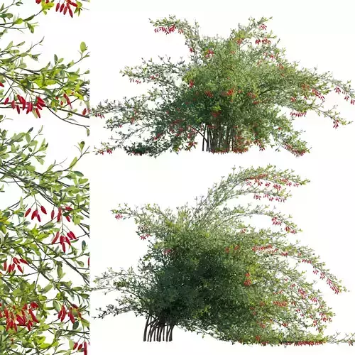 Berberis vulgaris - European barberry - Common barberry 04