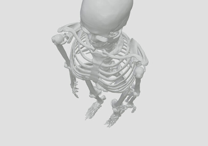 Human Skeleton 3D Model Low-poly 3D model
