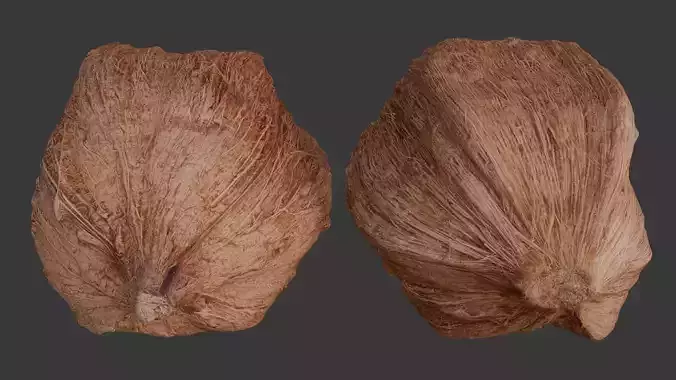 Realistic Husked Coconut 3D Model
