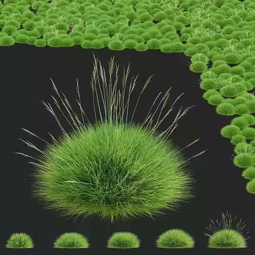 Festuca Gautieri grass 3D model