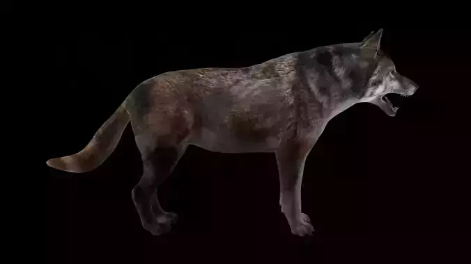 Realistic Grey Wolf 3D Model High Detail And Fully Textured