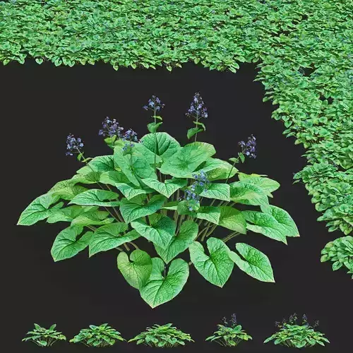 Brunnera sibirica 5 bushes 3D model