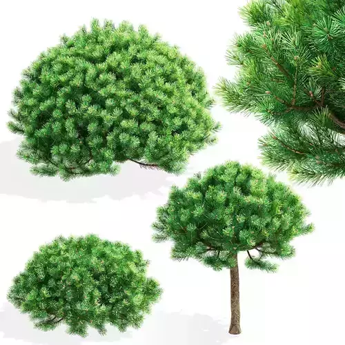 Pinus mugo 4 bushes
