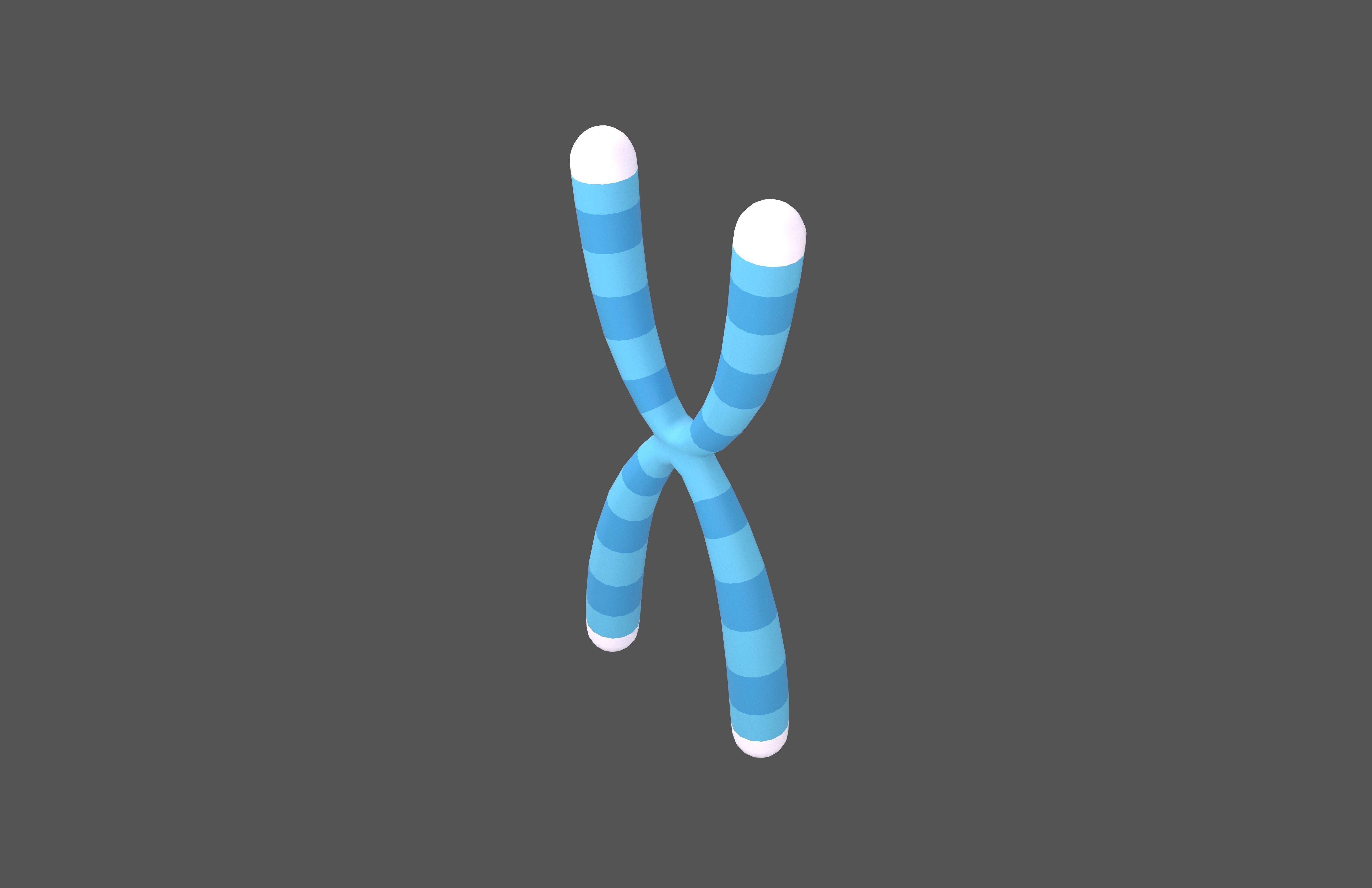 Telomeres v1 002 Low-poly 3D model_2