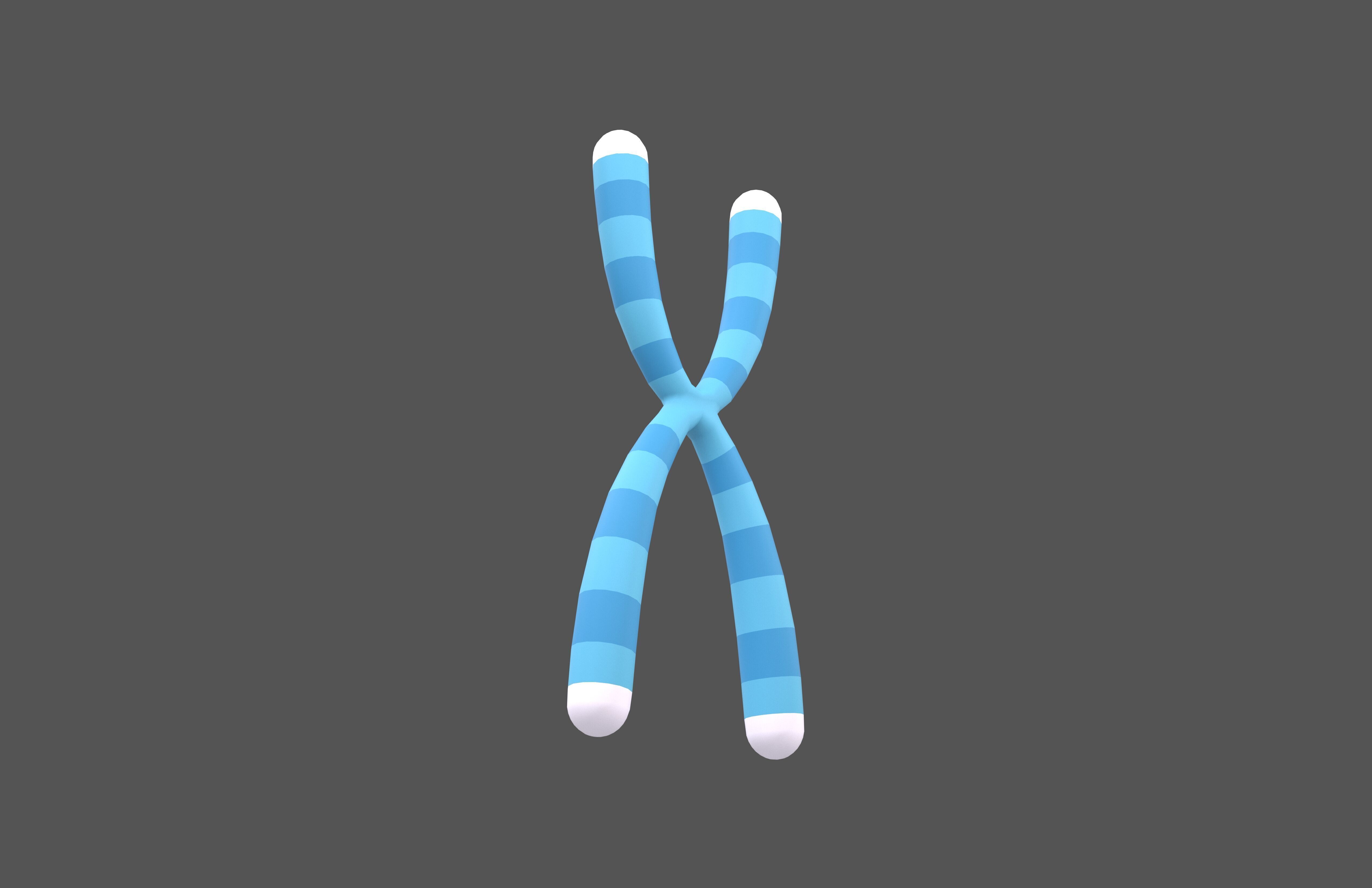 Telomeres v1 002 Low-poly 3D model_3