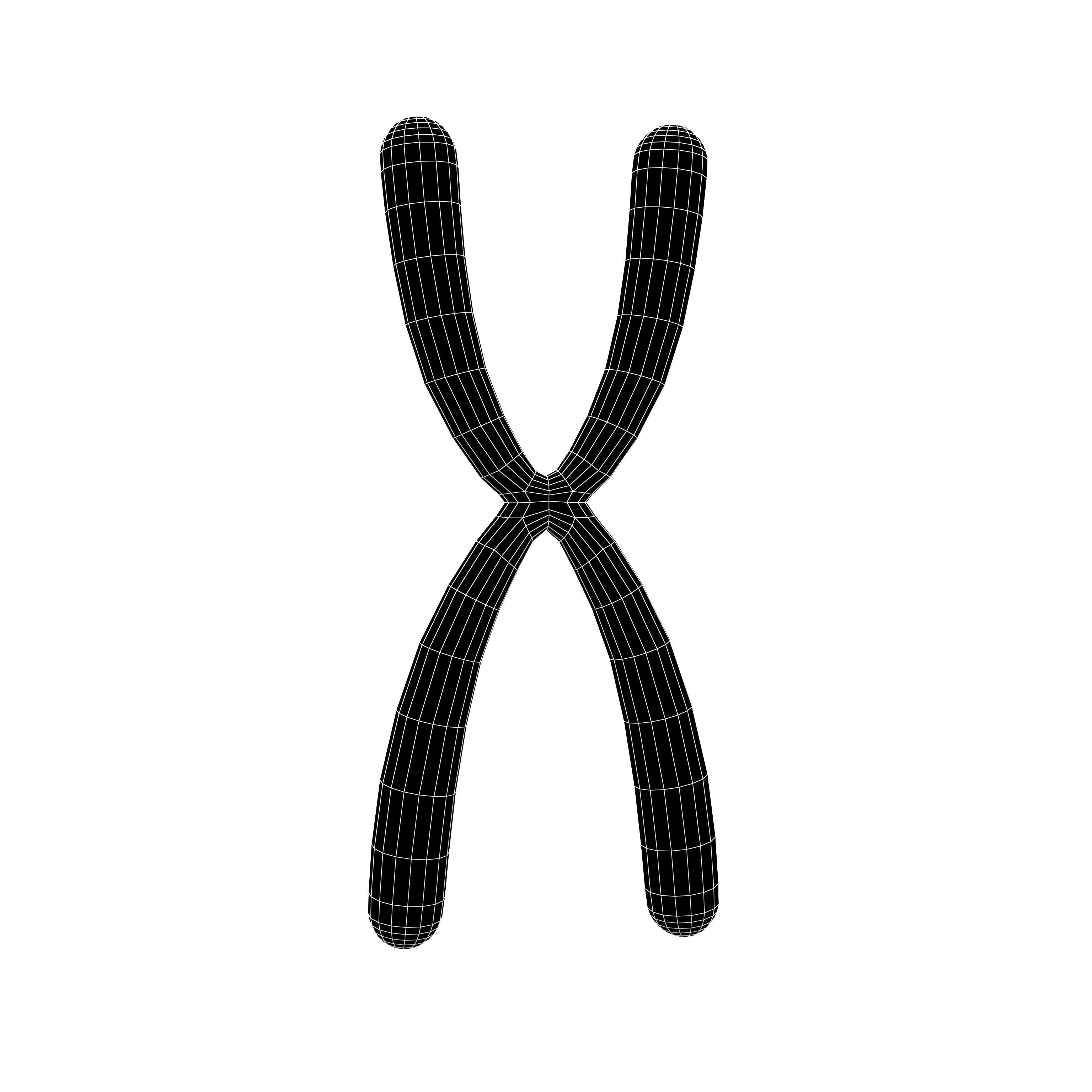 Telomeres v1 002 Low-poly 3D model_6