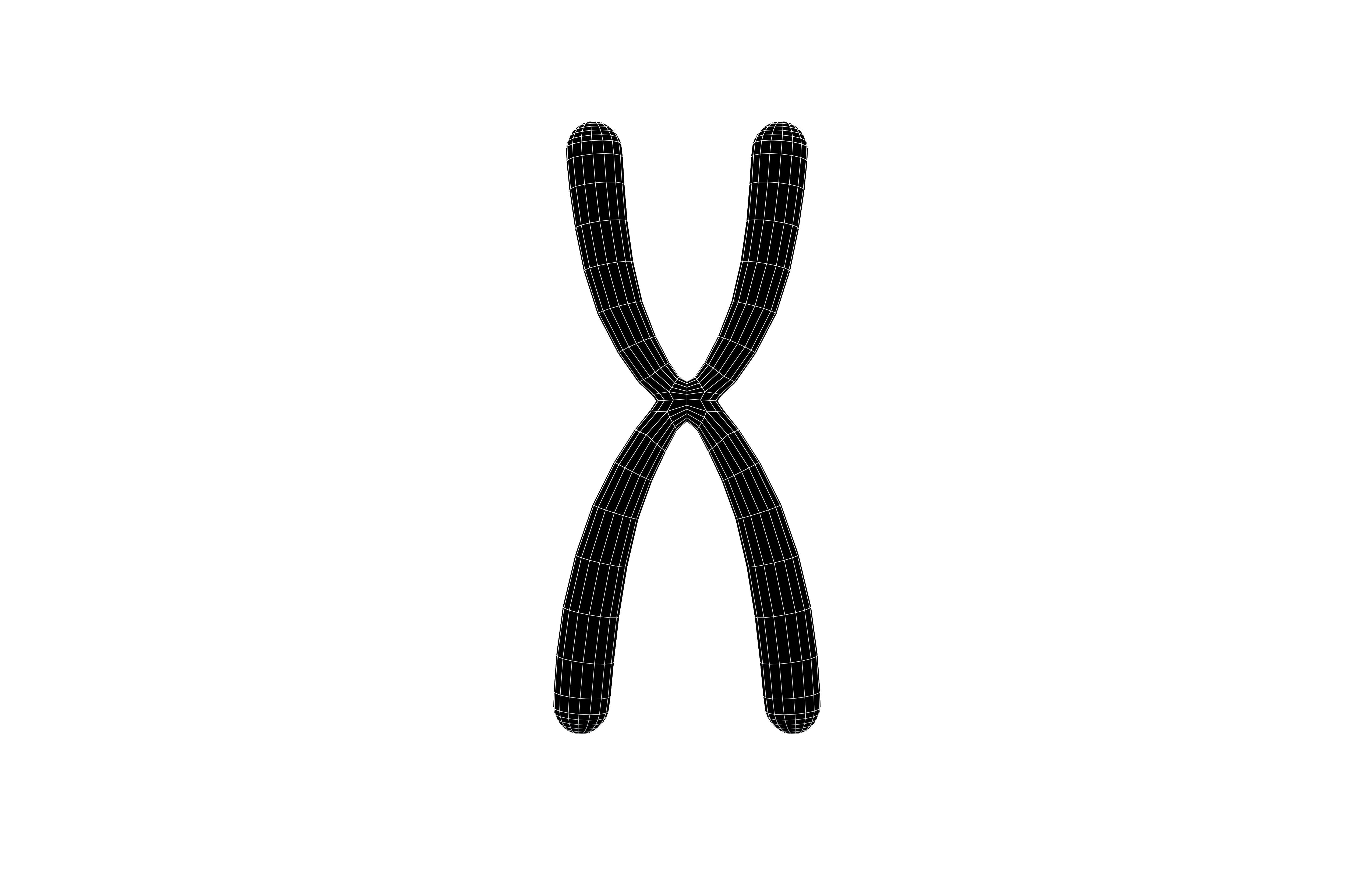 Telomeres v1 002 Low-poly 3D model_7