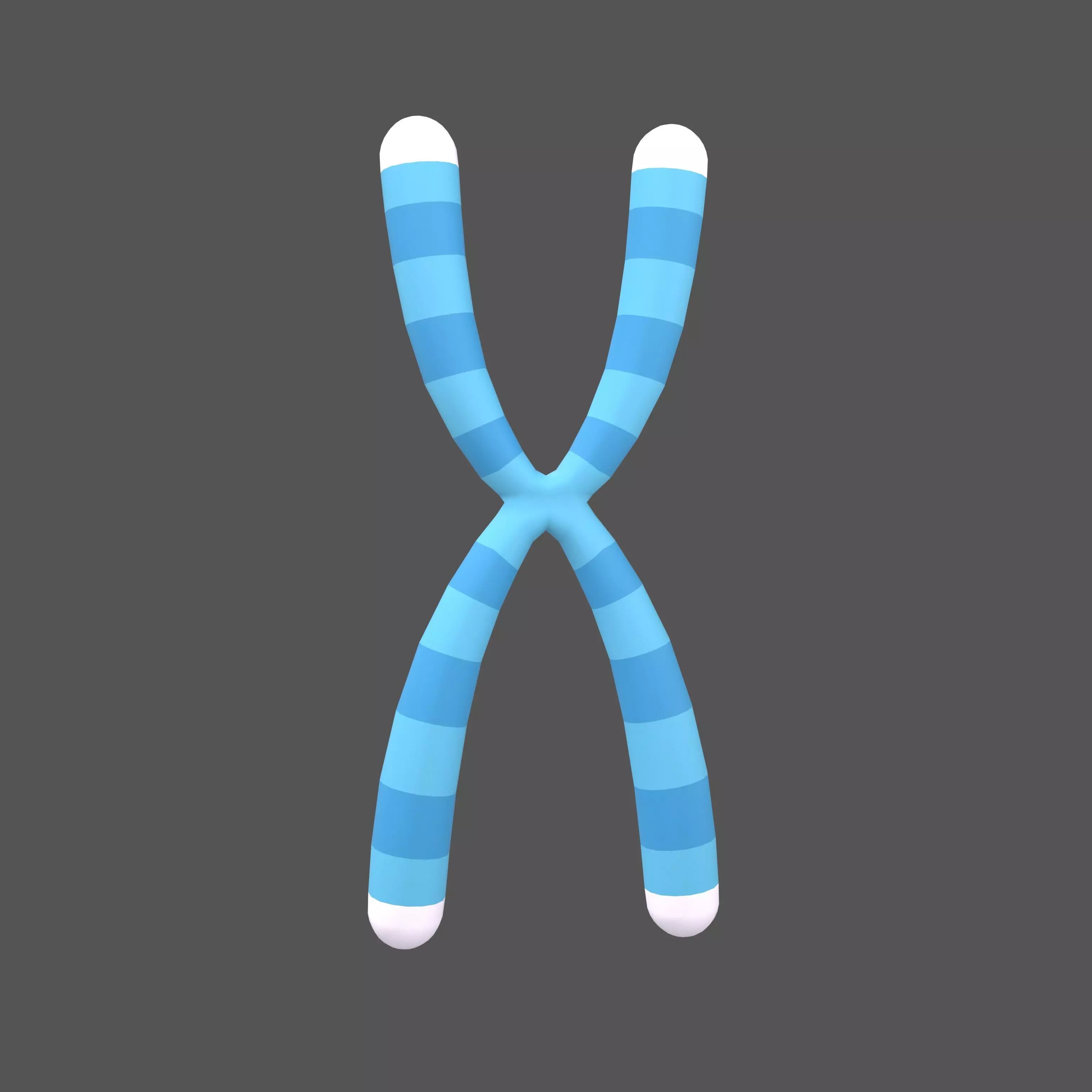 Telomeres v1 002 Low-poly 3D model_0