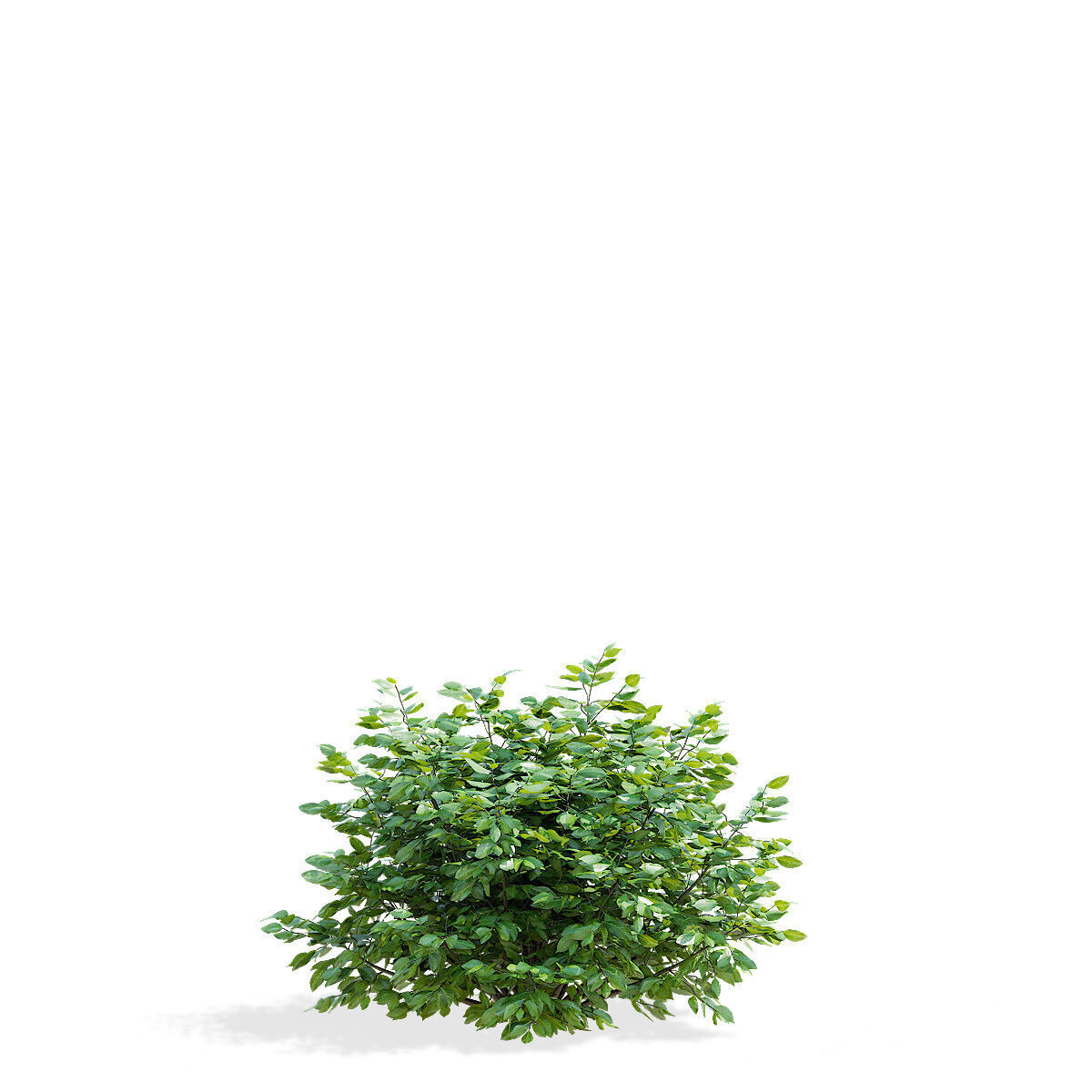 Prunus laurocerasus 3 bushes 3D model_3