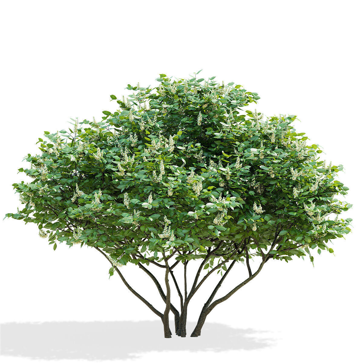 Prunus laurocerasus 3 bushes 3D model_1