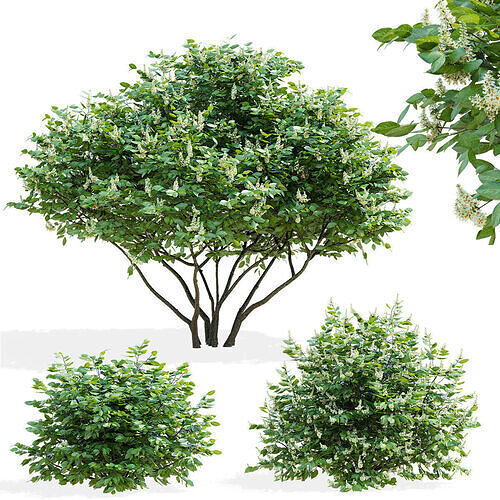 Prunus laurocerasus 3 bushes 3D model