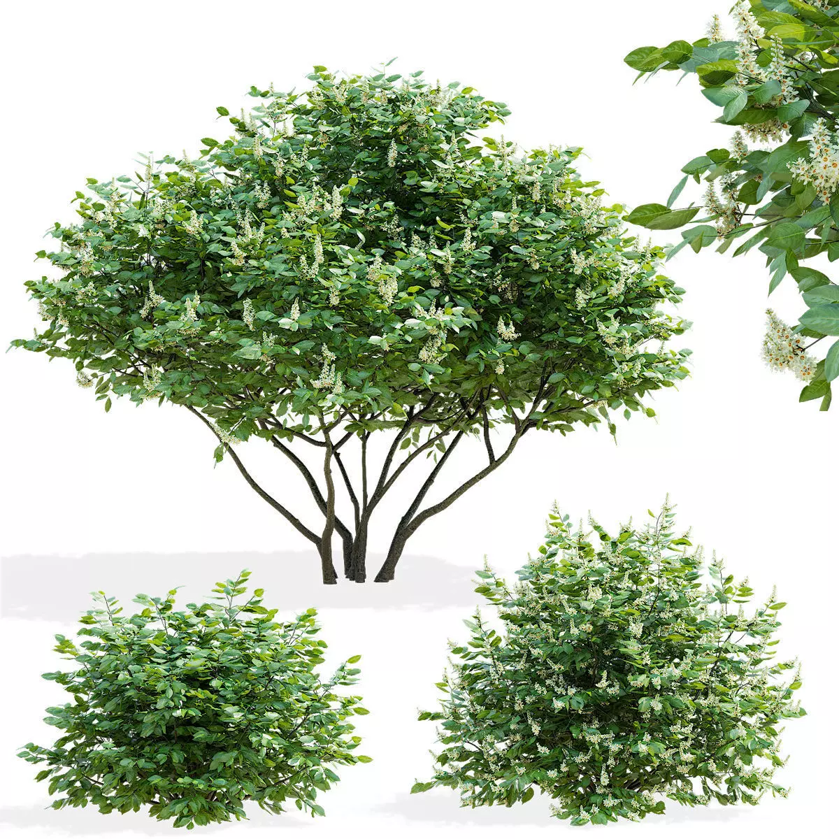 Prunus laurocerasus 3 bushes 3D model_0