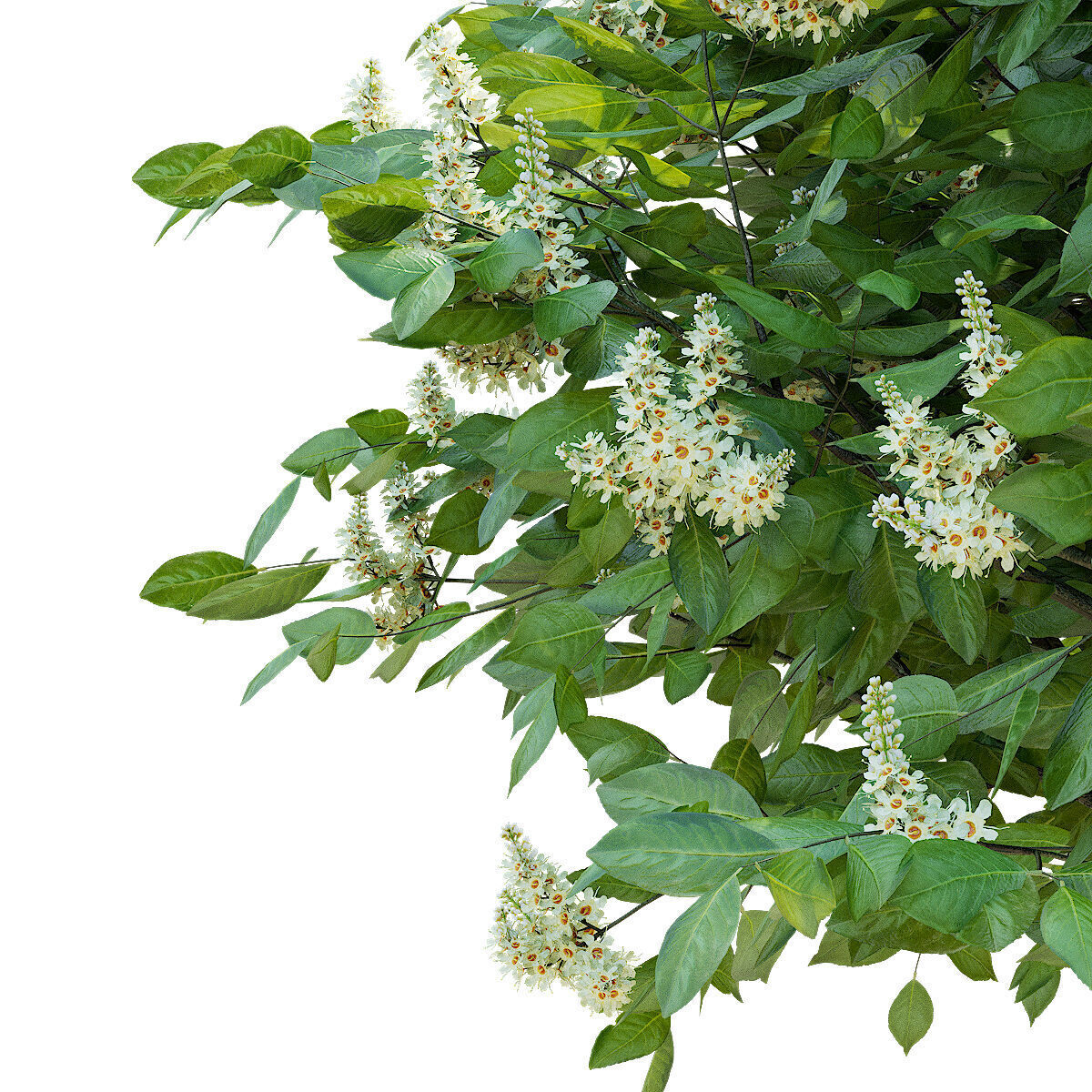 Prunus laurocerasus 3 bushes 3D model_4