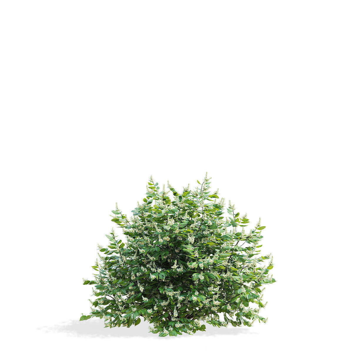Prunus laurocerasus 3 bushes 3D model_2