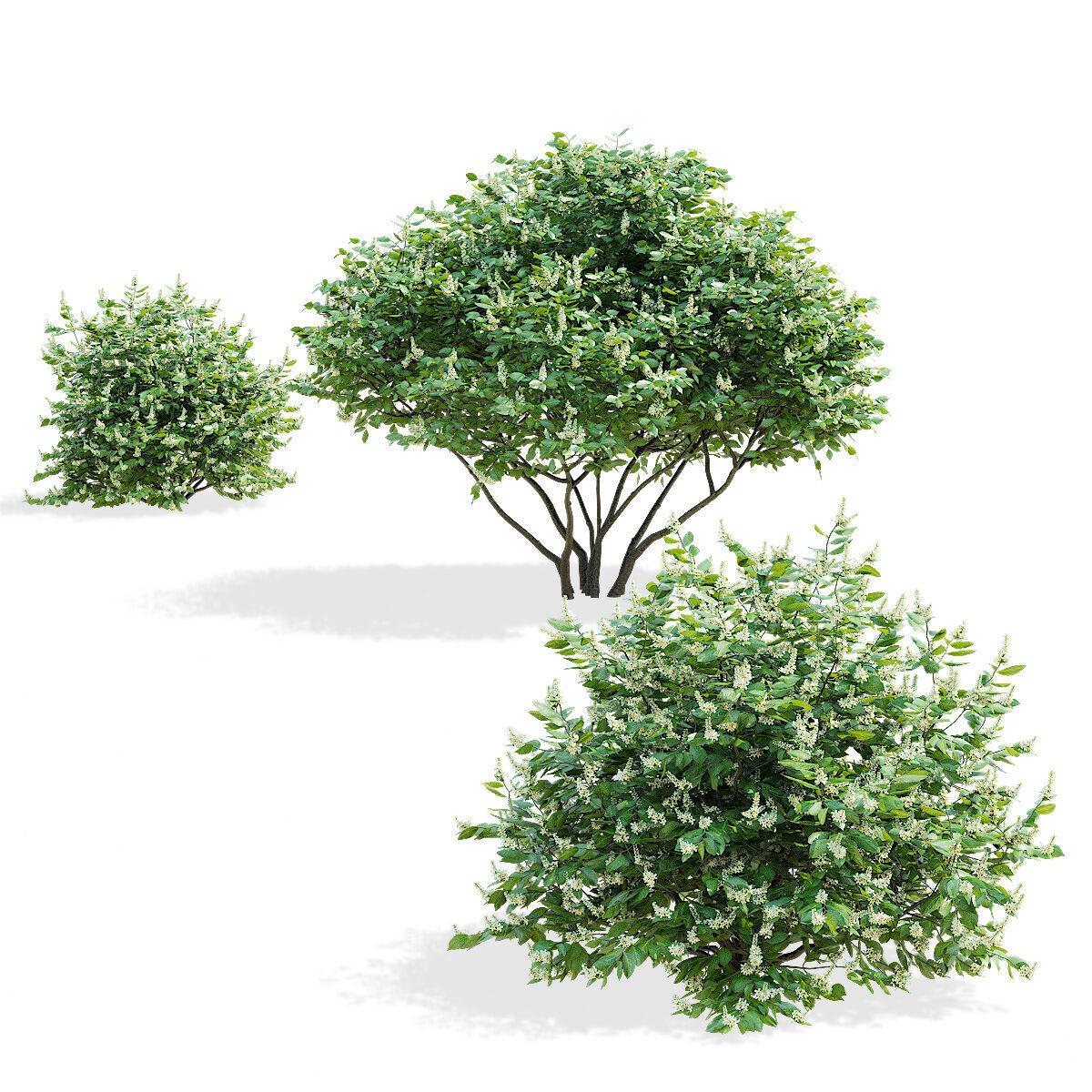 Prunus laurocerasus 3 bushes 3D model_8
