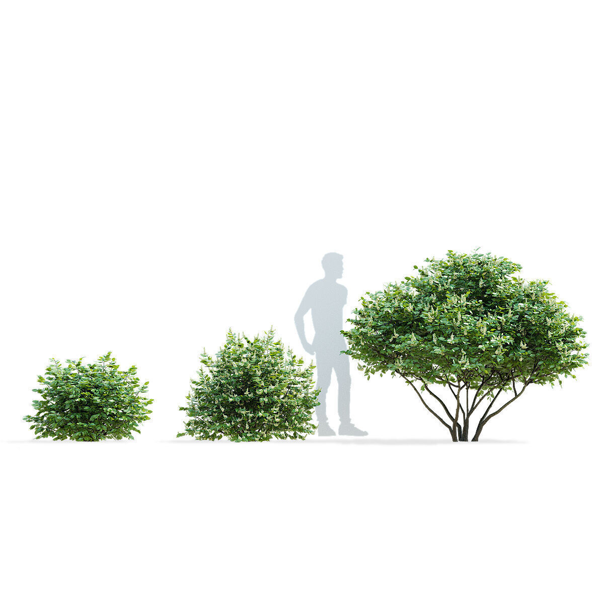Prunus laurocerasus 3 bushes 3D model_7