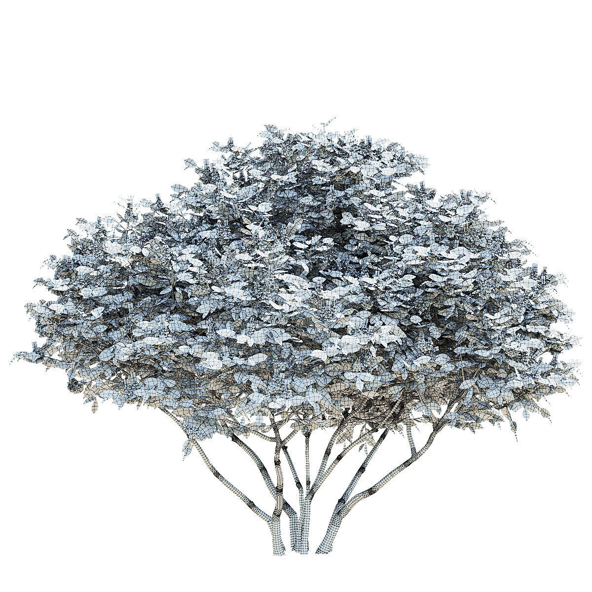 Prunus laurocerasus 3 bushes 3D model_6