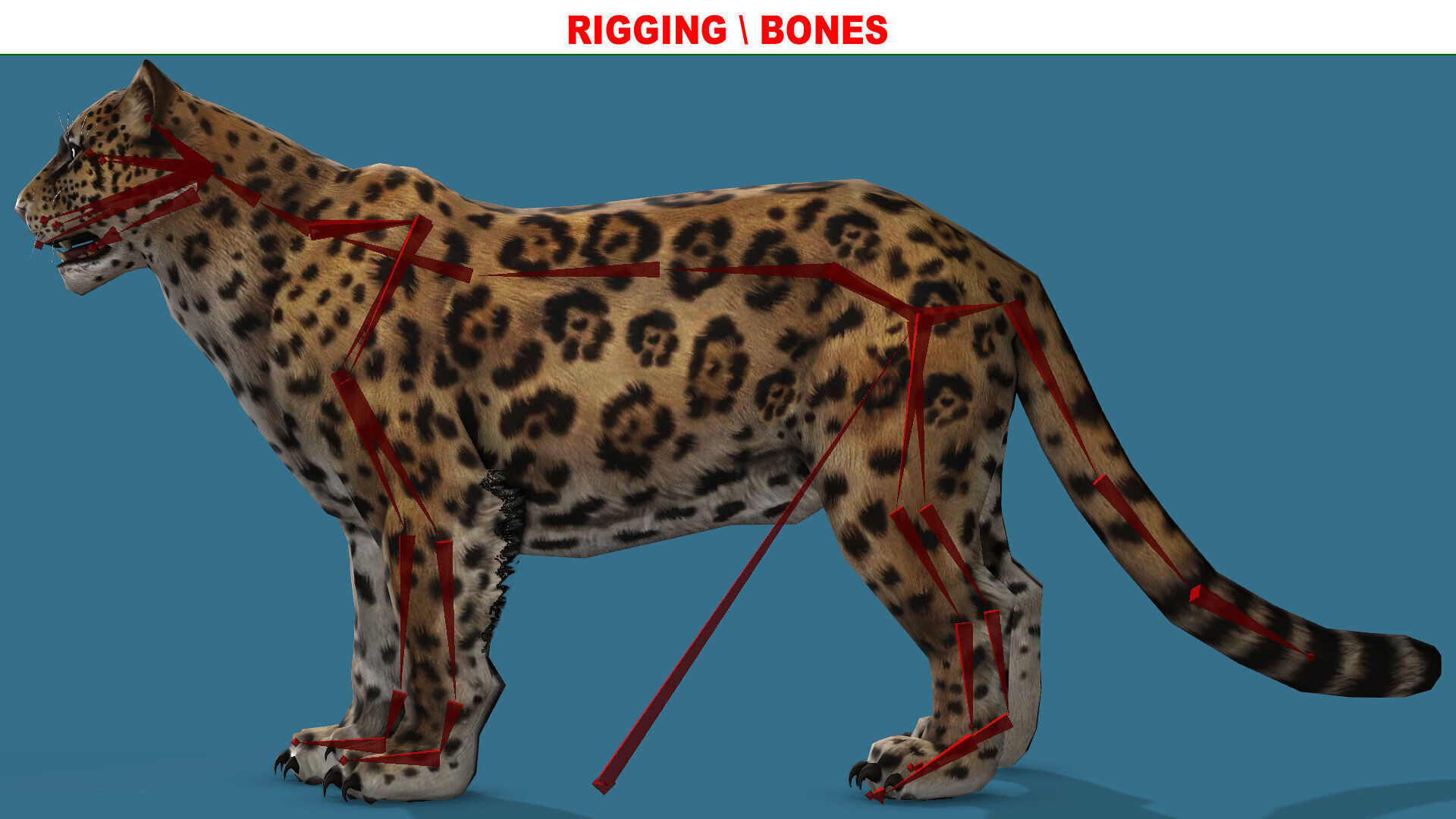 JAGUAR RIGGED ANIMATED 13 Low-poly 3D model_9