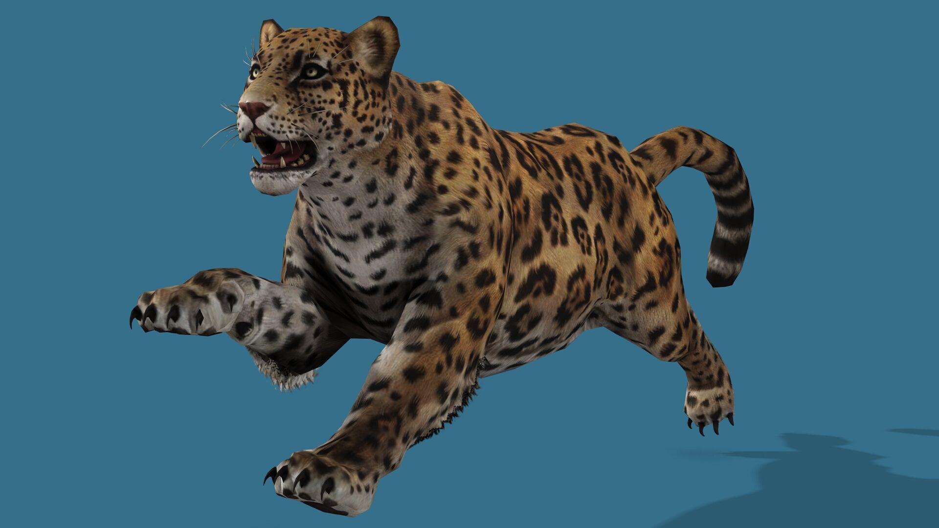 JAGUAR RIGGED ANIMATED 13 Low-poly 3D model_1
