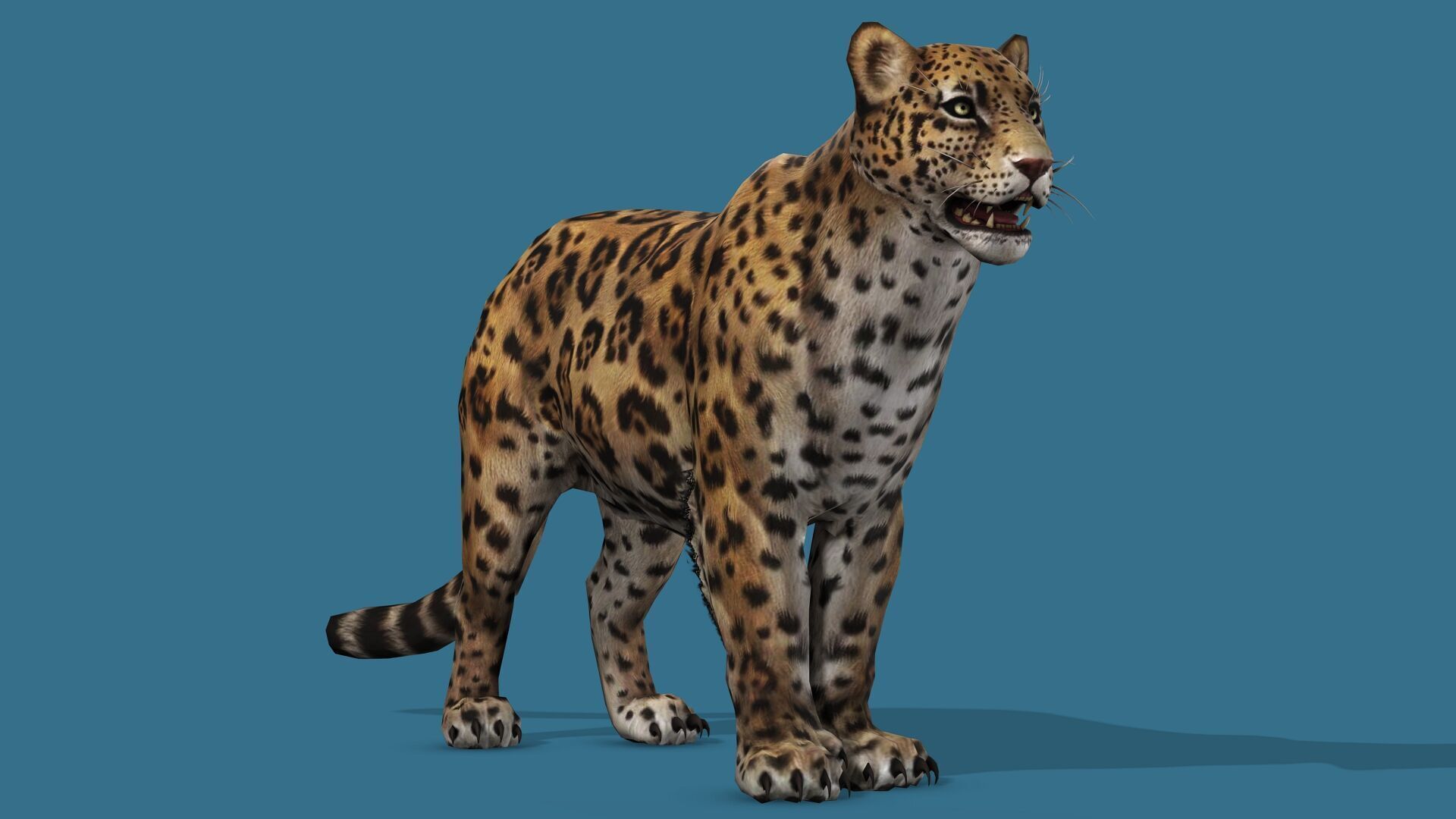 JAGUAR RIGGED ANIMATED 13 Low-poly 3D model_2