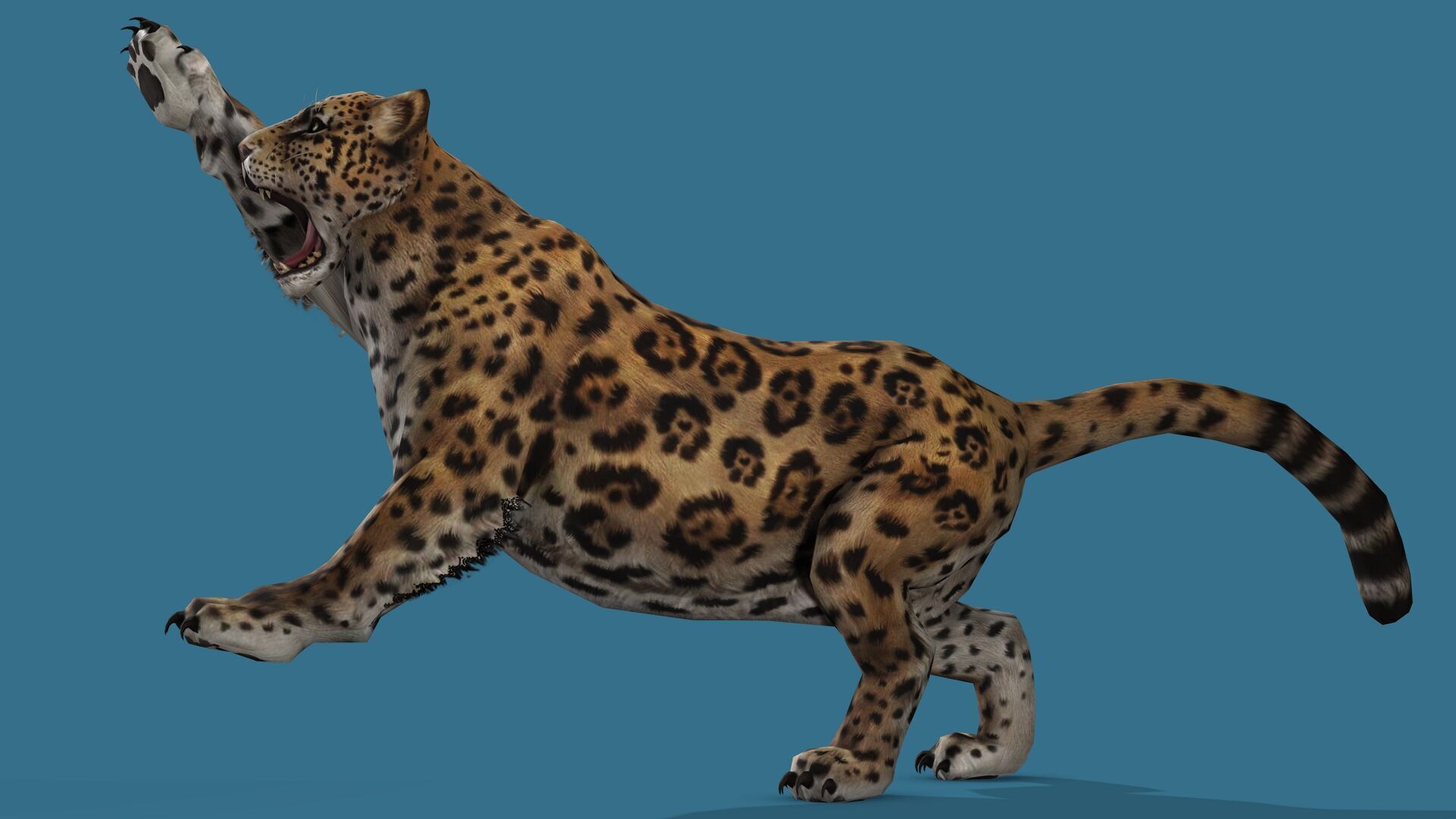 JAGUAR RIGGED ANIMATED 13 Low-poly 3D model_5