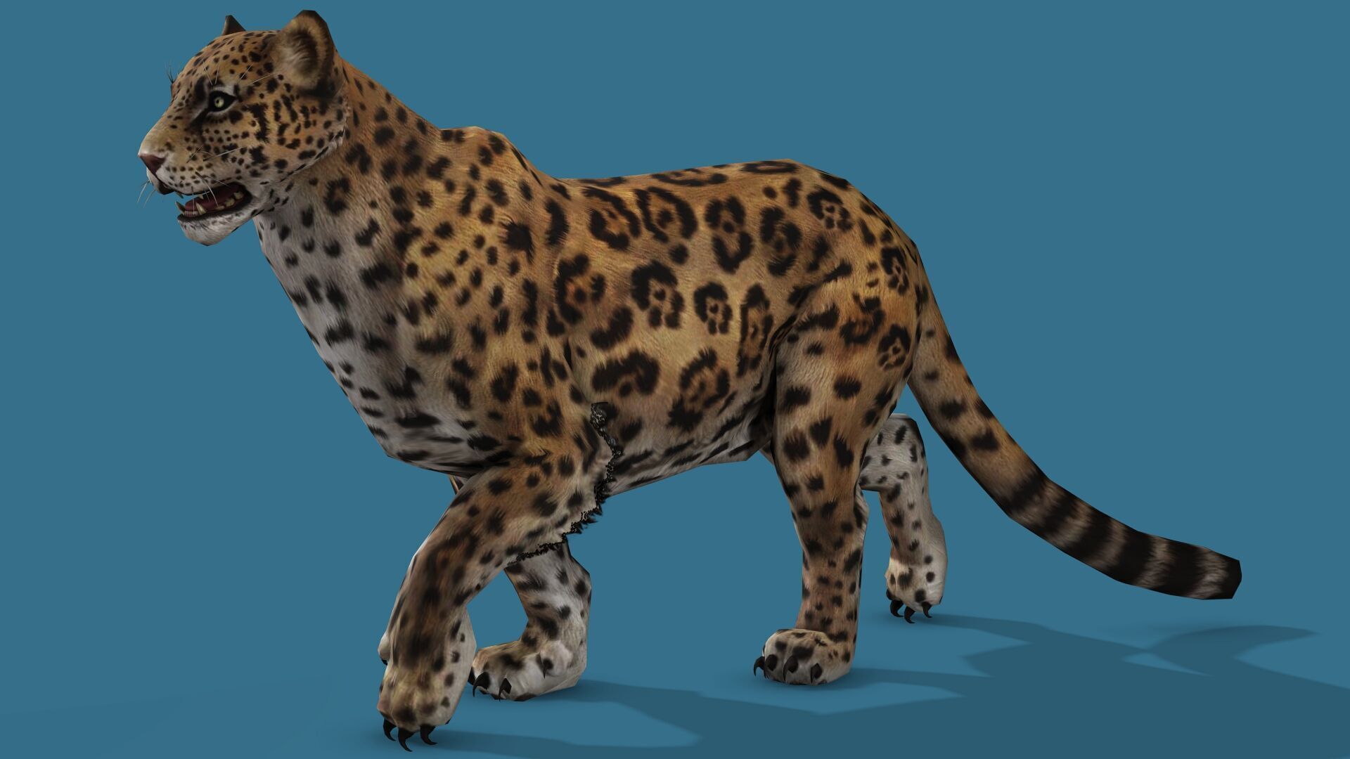 JAGUAR RIGGED ANIMATED 13 Low-poly 3D model_4