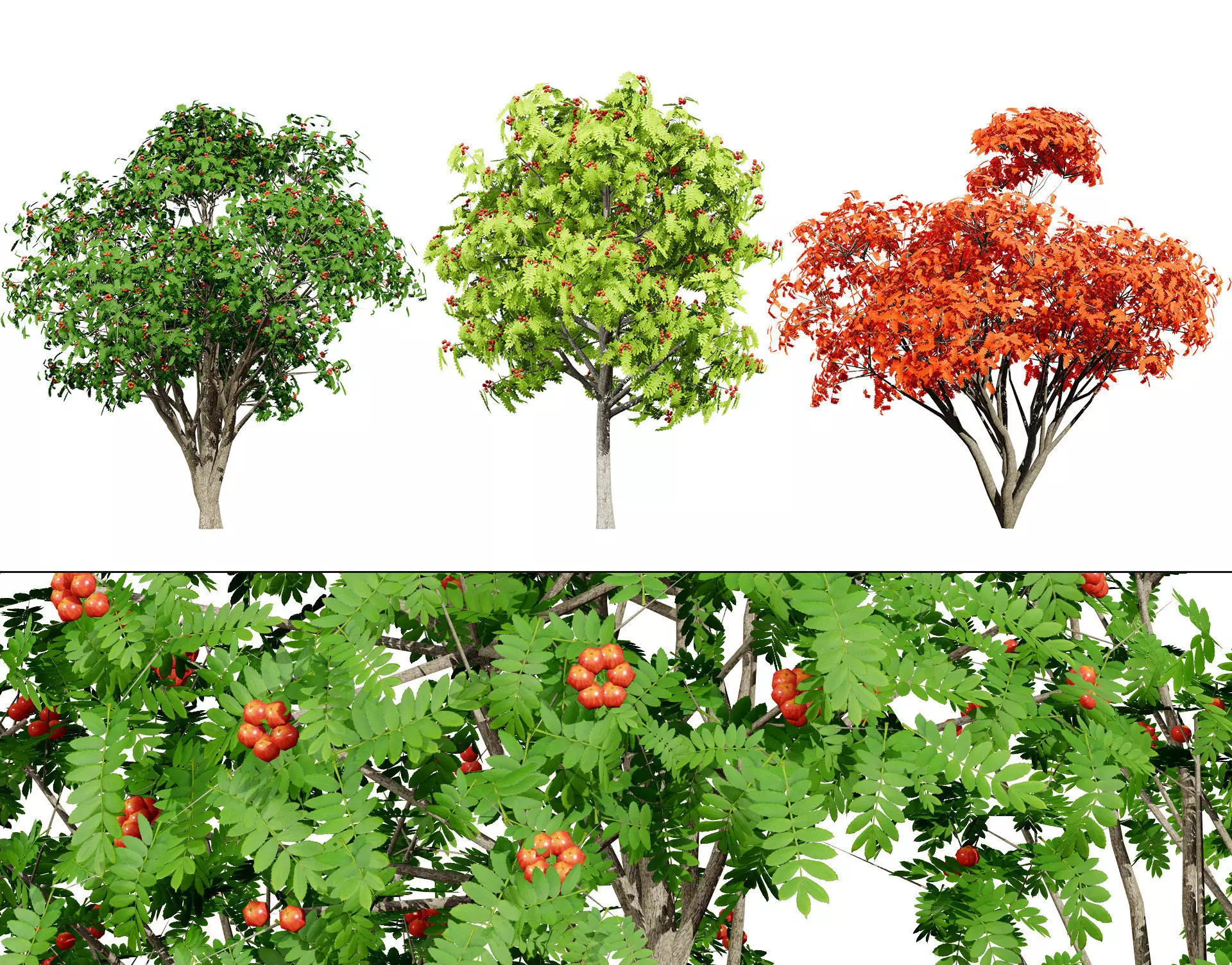 Flemish European Mountain Ash Fruit Tree Low-poly 3D model