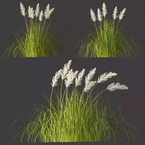 Cortaderia Pampas Grass Collection Vol 291 3D model