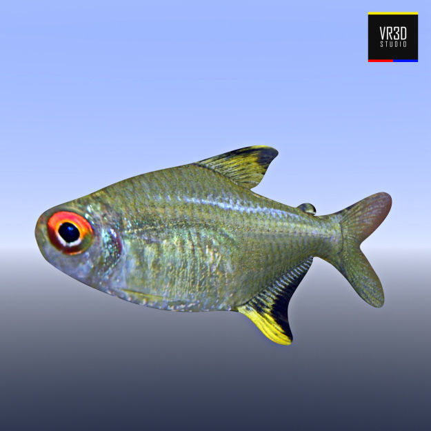 Realistic River Fish 3D model_2