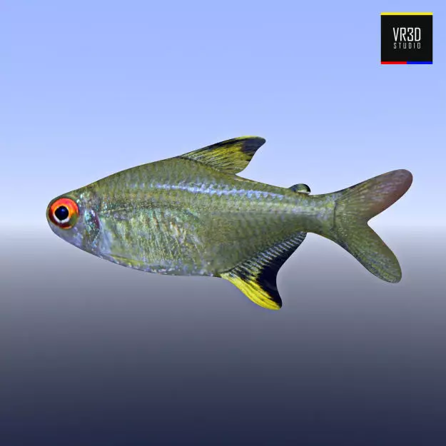 Realistic River Fish 3D model_0