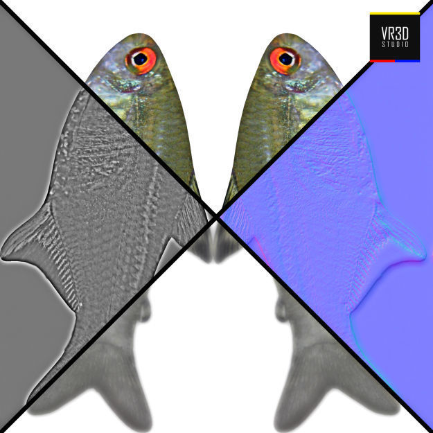 Realistic River Fish 3D model_4