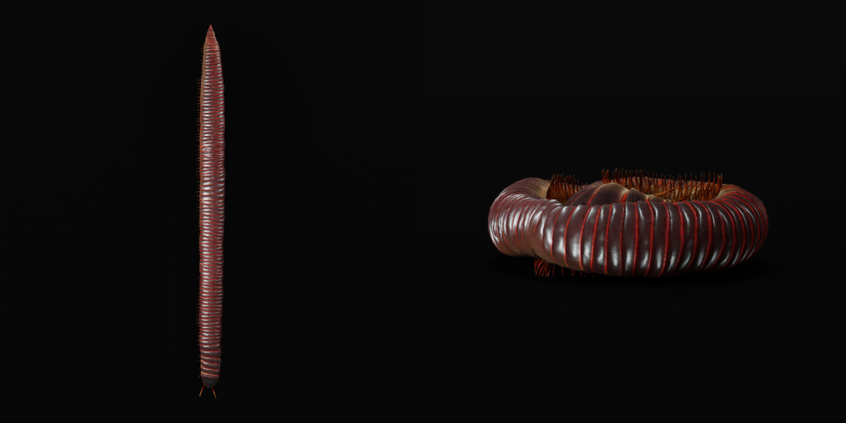 Giant African Millipede 3D model_24