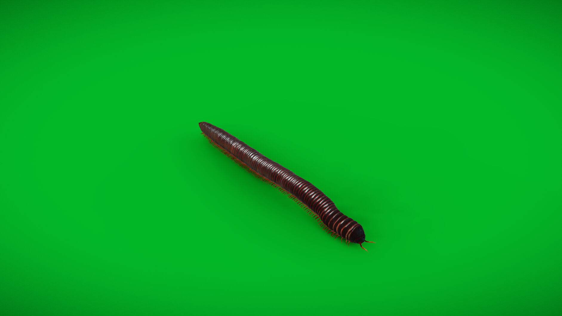 Giant African Millipede 3D model_36