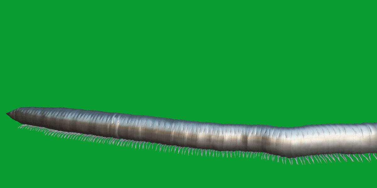 Giant African Millipede 3D model_8