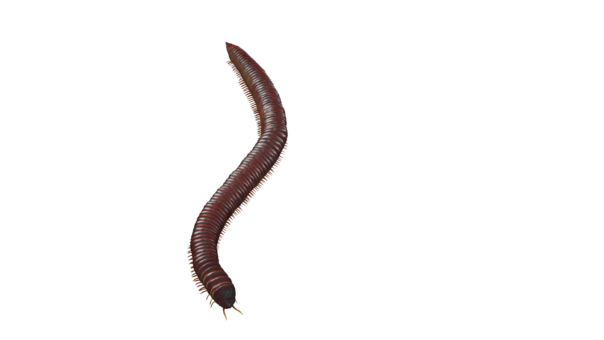 Giant African Millipede 3D model_33
