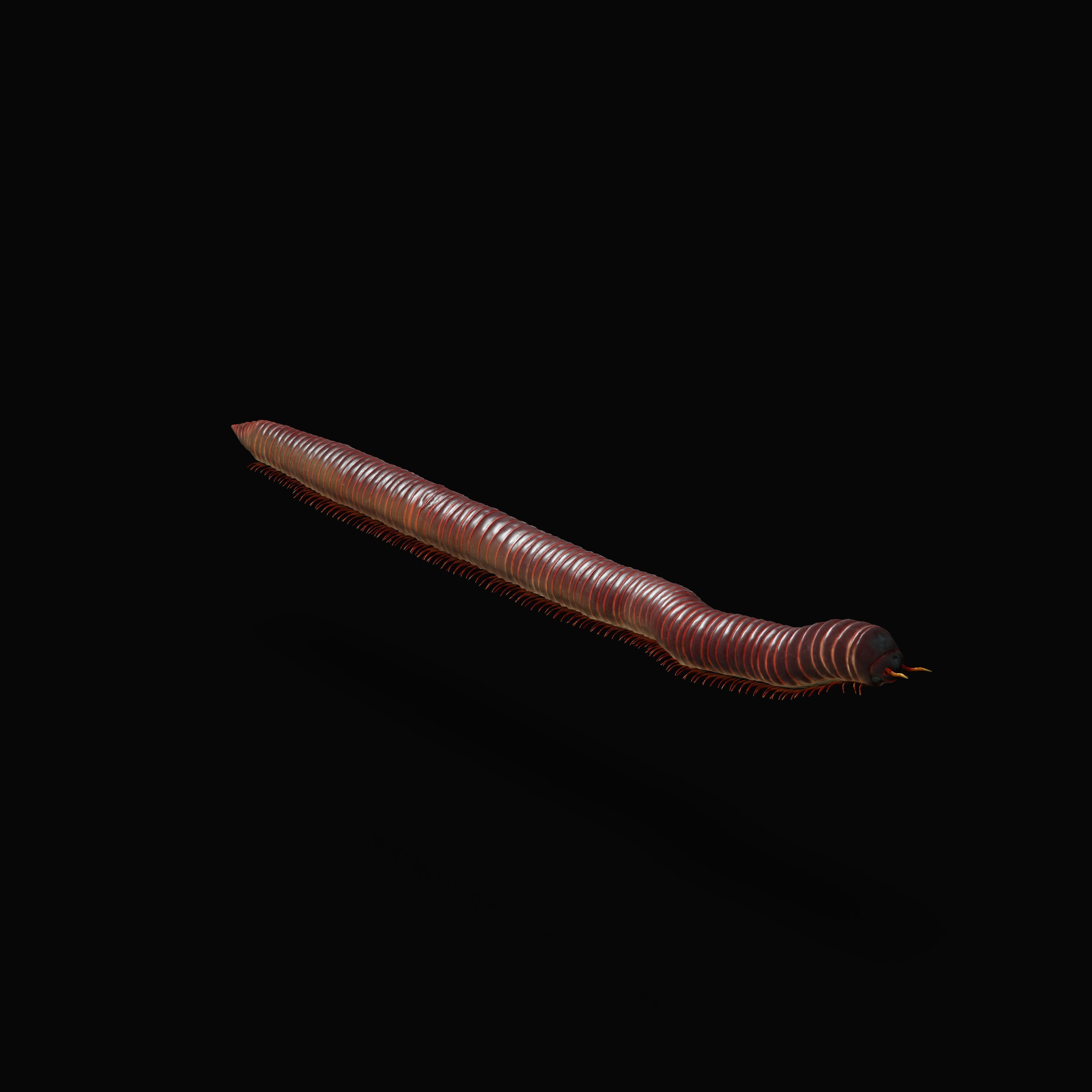 Giant African Millipede 3D model_37